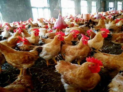 湘佳土三黃二號(hào)（公、母）