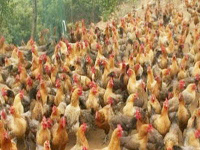 湘佳青腳麻雞一號(hào)（公、母）