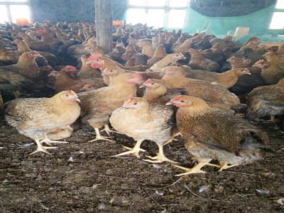 湘佳麻雞一號(hào)（公、母）