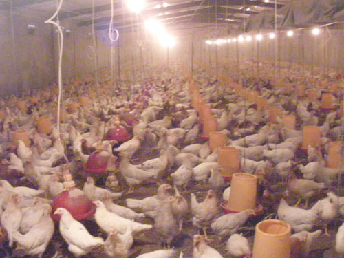 農(nóng)戶雞場(3)