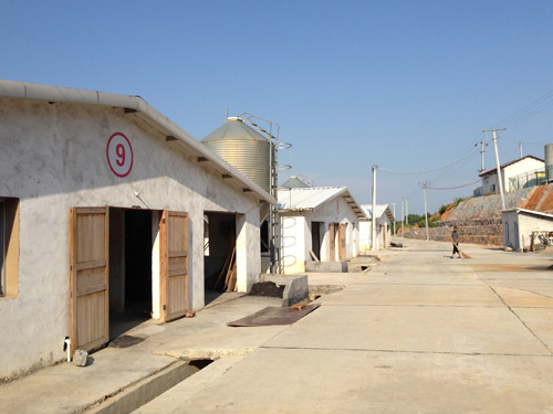 標(biāo)準(zhǔn)化雞場(chǎng) (2)